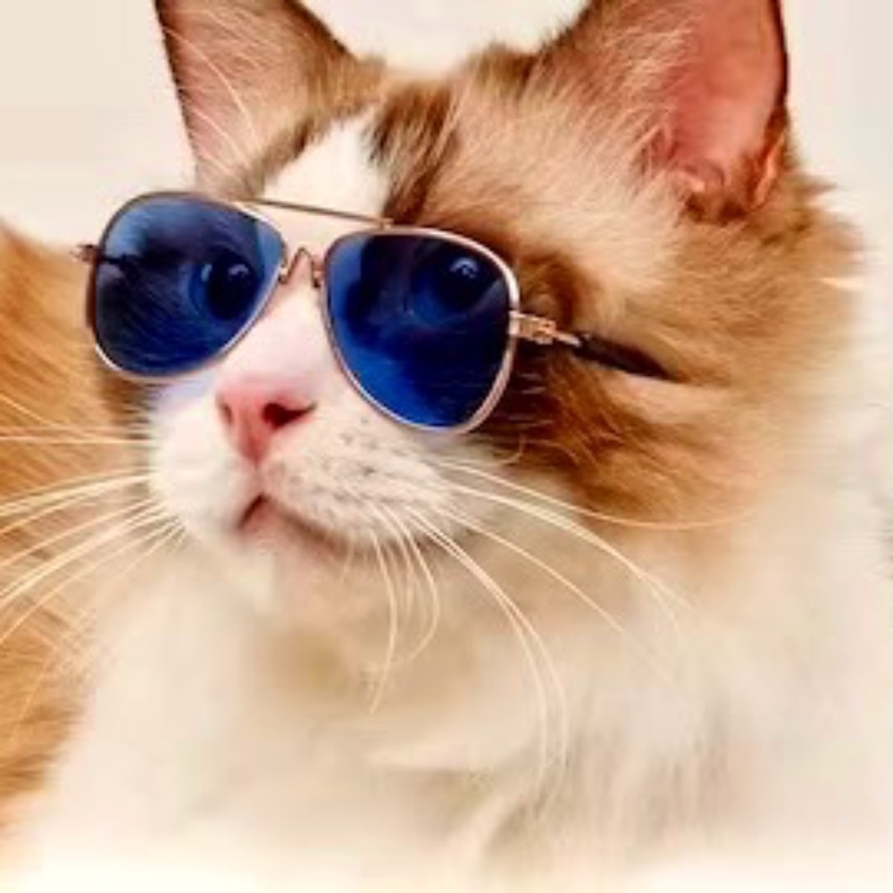 NEW! Small dog/cat aviator sunglasses